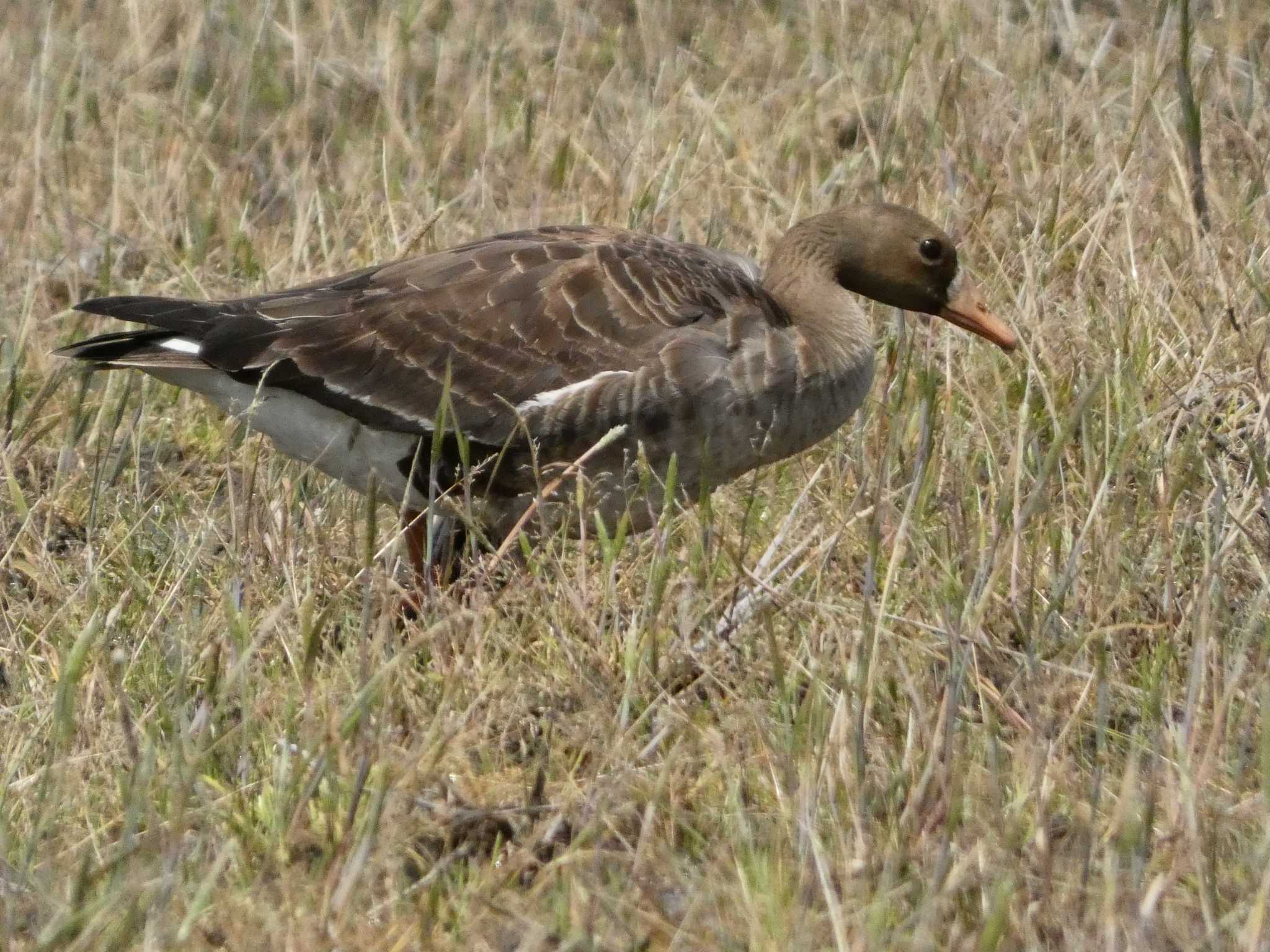 Greater White-fronted Goose