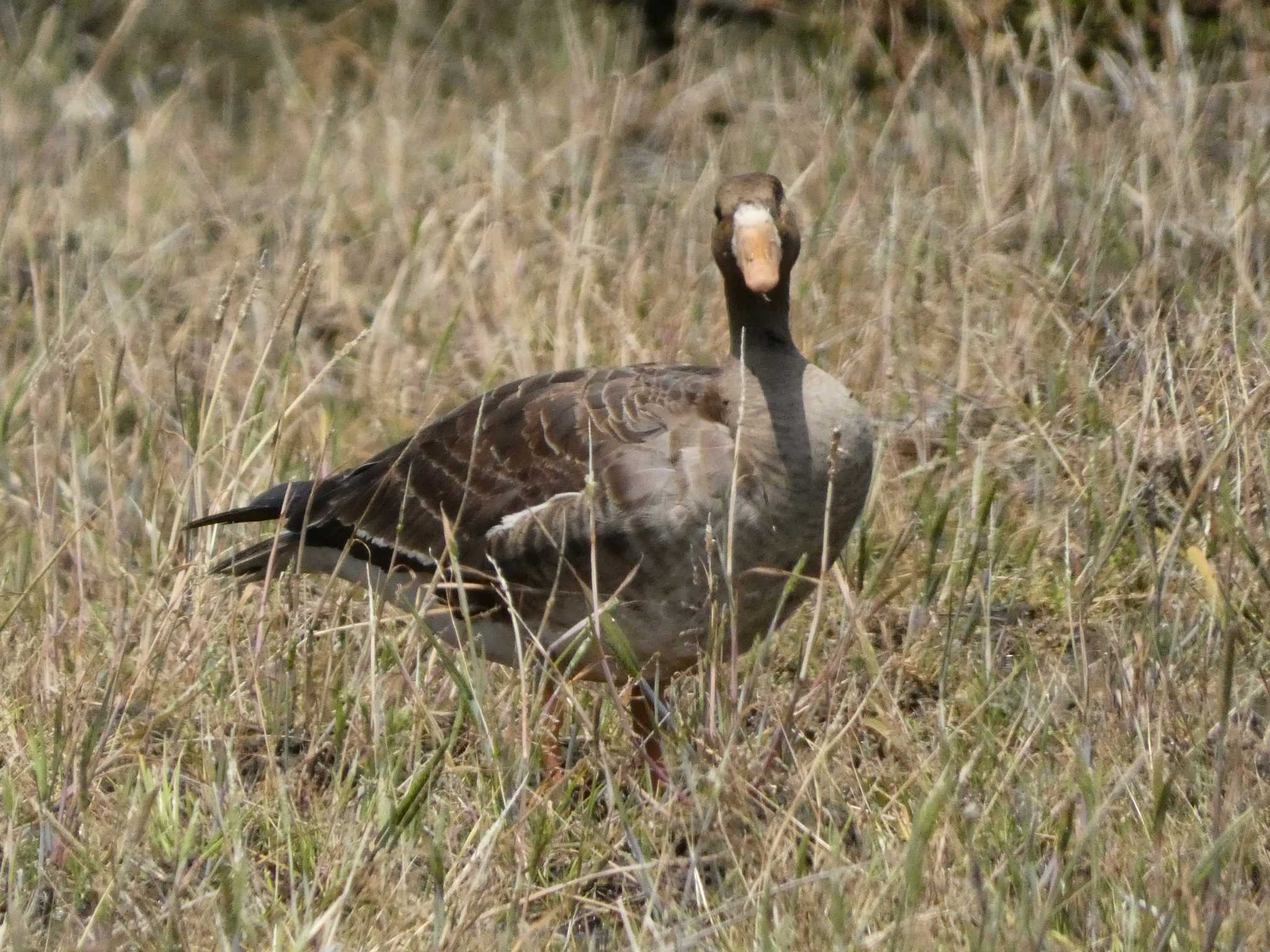 Greater White-fronted Goose