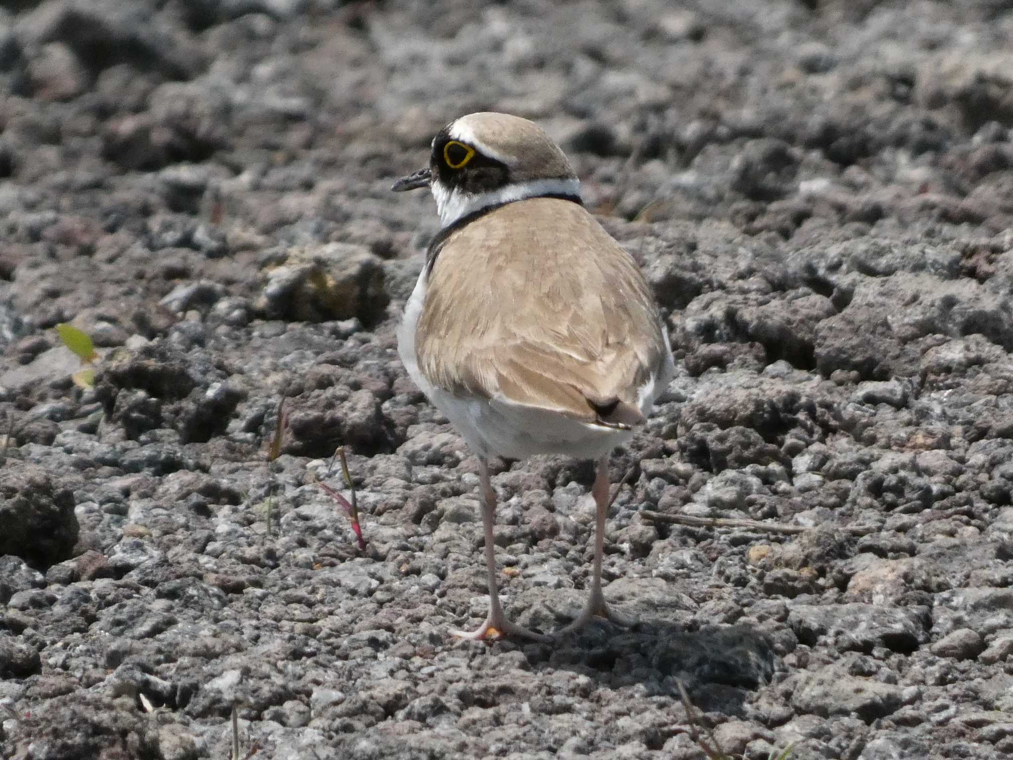 Little Ringed Plover