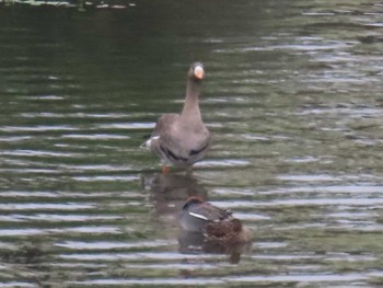 Greater White-fronted Goose 多摩川 Sun, 4/16/2023