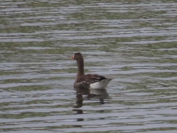 2023年4月16日(日) 多摩川の野鳥観察記録