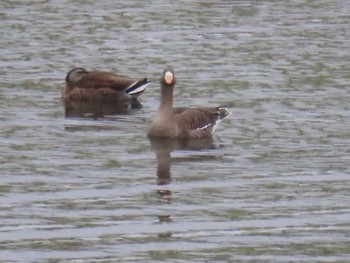 Greater White-fronted Goose 多摩川 Sun, 4/16/2023