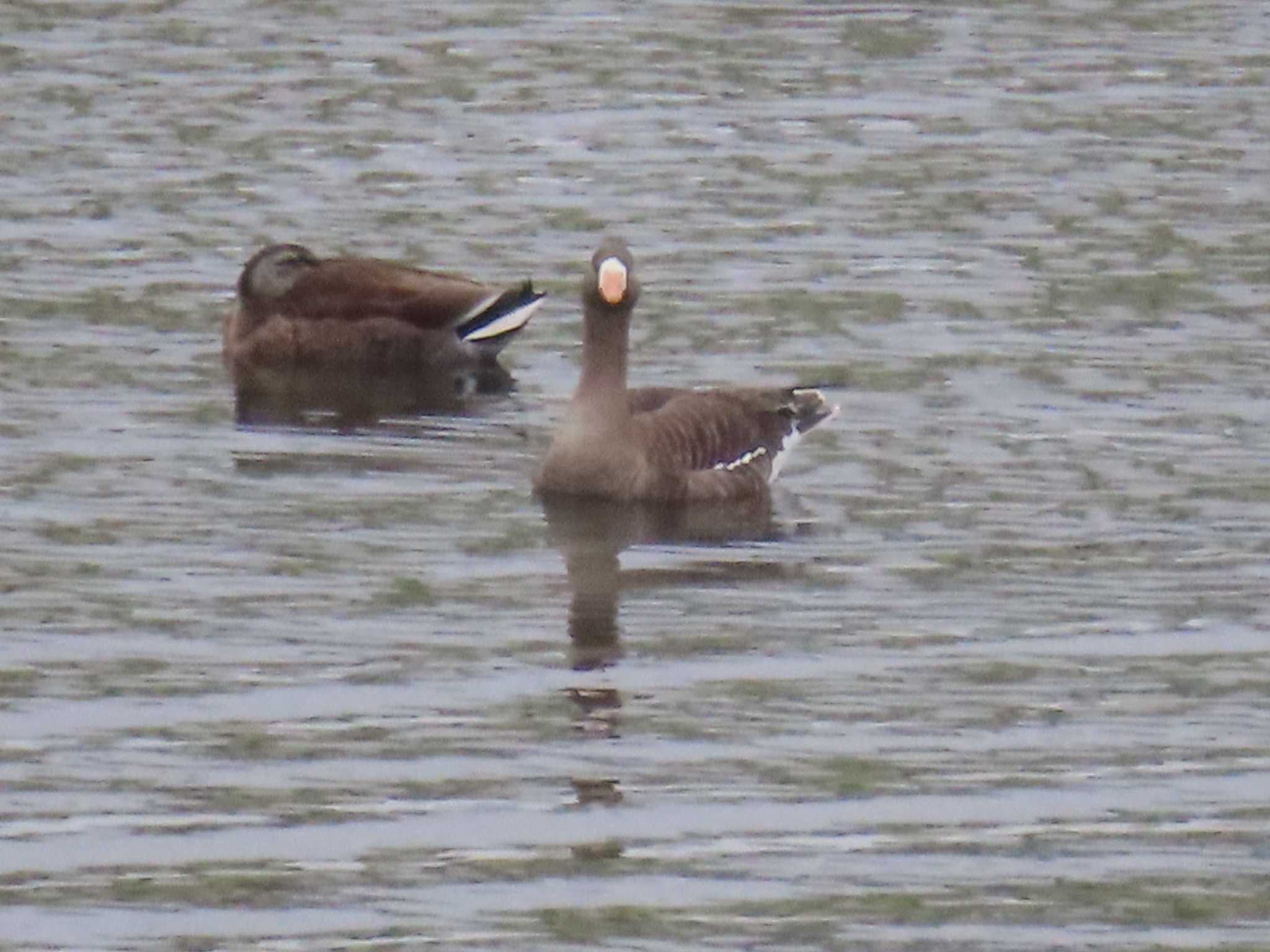 Photo of Greater White-fronted Goose at 多摩川 by ツートン