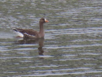Greater White-fronted Goose 多摩川 Sun, 4/16/2023