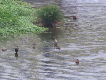 Greater White-fronted Goose 多摩川 Sun, 4/16/2023