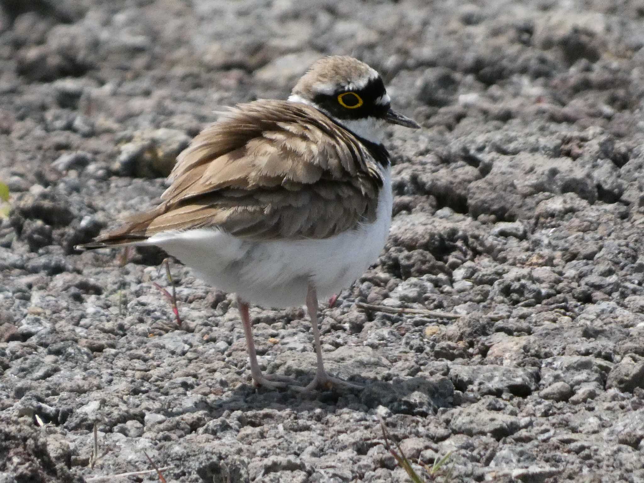 Photo of Little Ringed Plover at 浮島ヶ原自然公園 by koshi