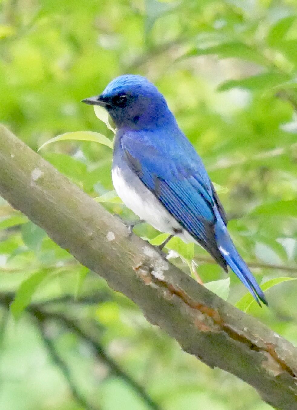 Photo of Blue-and-white Flycatcher at 熊本県阿蘇市 by mitsuaki kuraoka