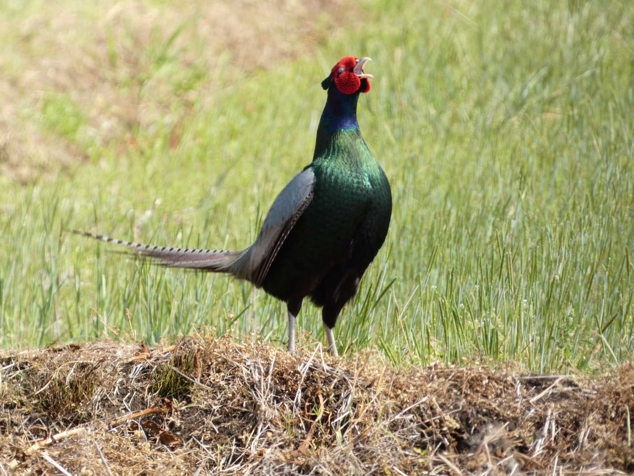 Photo of Green Pheasant at 浮島ヶ原自然公園 by koshi