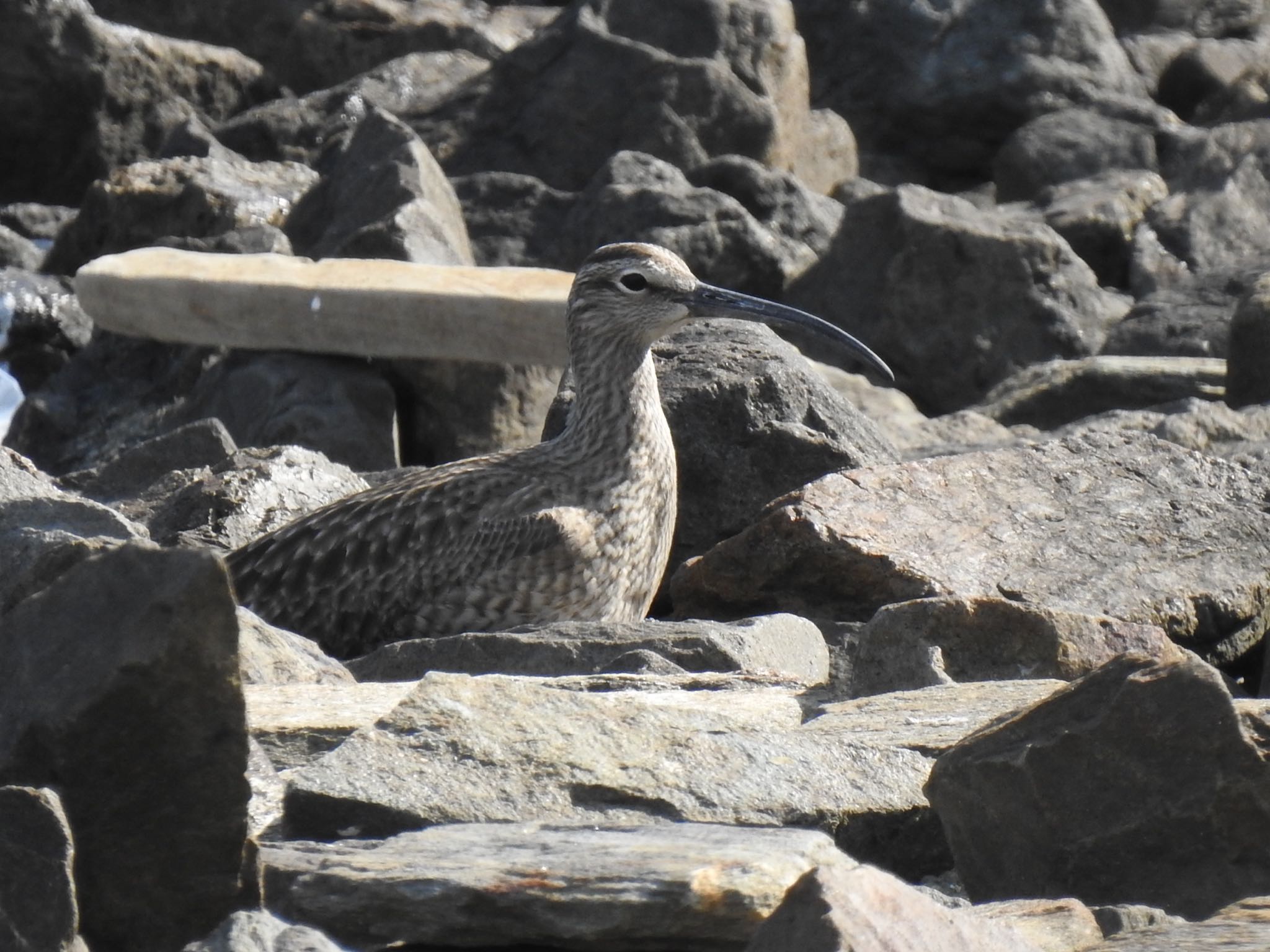 東京港野鳥公園 チュウシャクシギの写真