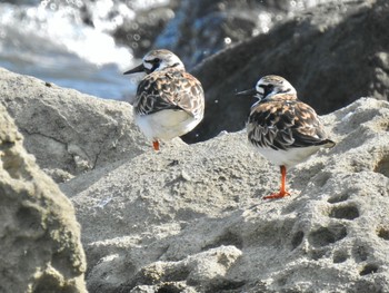 Ruddy Turnstone Tokyo Port Wild Bird Park Wed, 5/3/2023