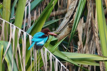 アオショウビン シンガポール植物園 2023年3月14日(火)