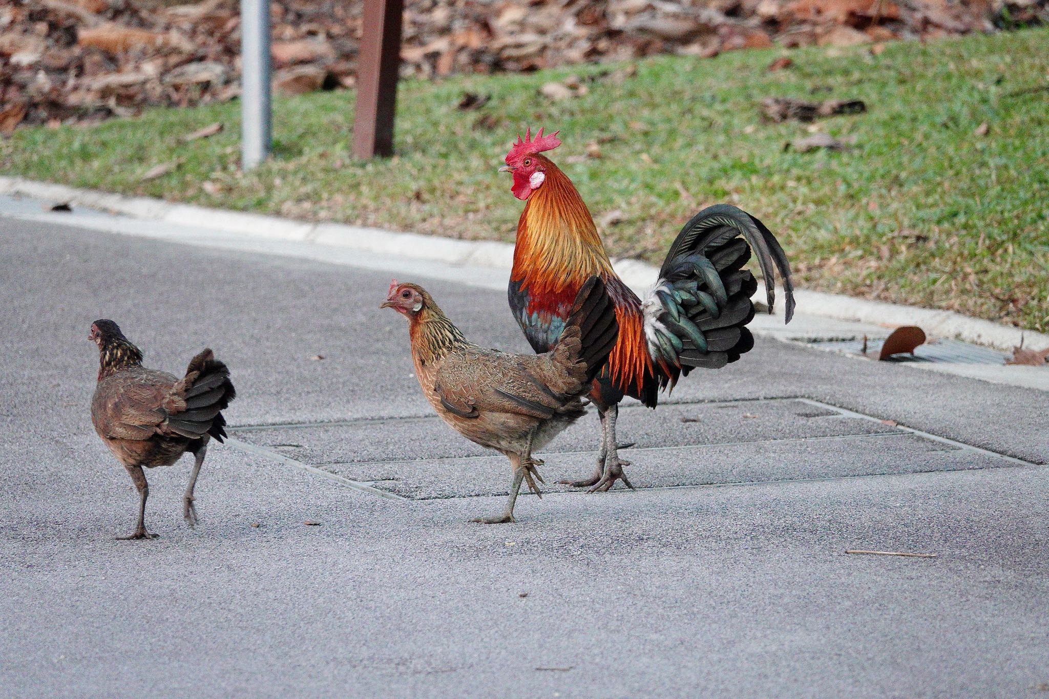 Photo of Red Junglefowl at Singapore Botanic Gardens by のどか