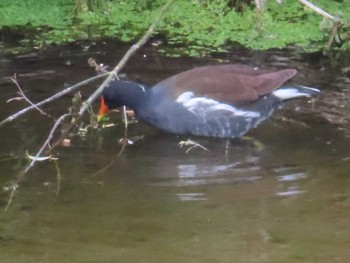 Common Moorhen 多摩川 Sat, 4/22/2023