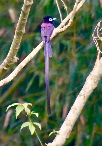 Black Paradise Flycatcher 熊本県阿蘇市 Sat, 6/16/2018