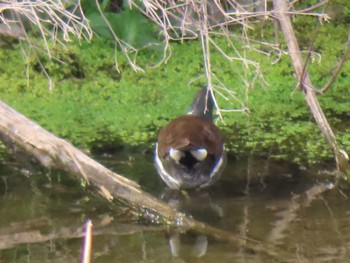 Common Moorhen 多摩川 Sat, 4/22/2023