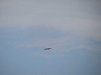 Osprey 多摩川 Sat, 4/22/2023