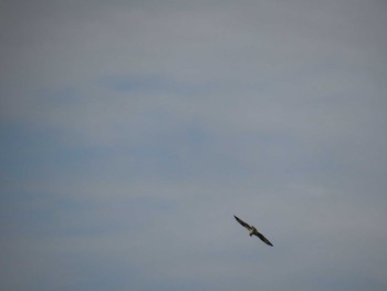 Osprey 多摩川 Sat, 4/22/2023