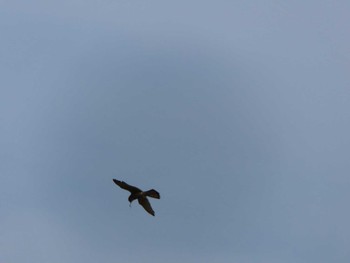 Common Kestrel 多摩川 Sat, 4/29/2023