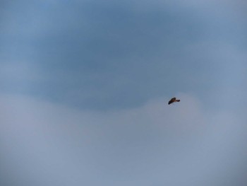 Common Kestrel 多摩川 Sat, 4/29/2023