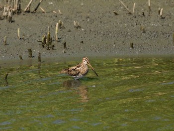 Common Snipe Tokyo Port Wild Bird Park Thu, 5/4/2023