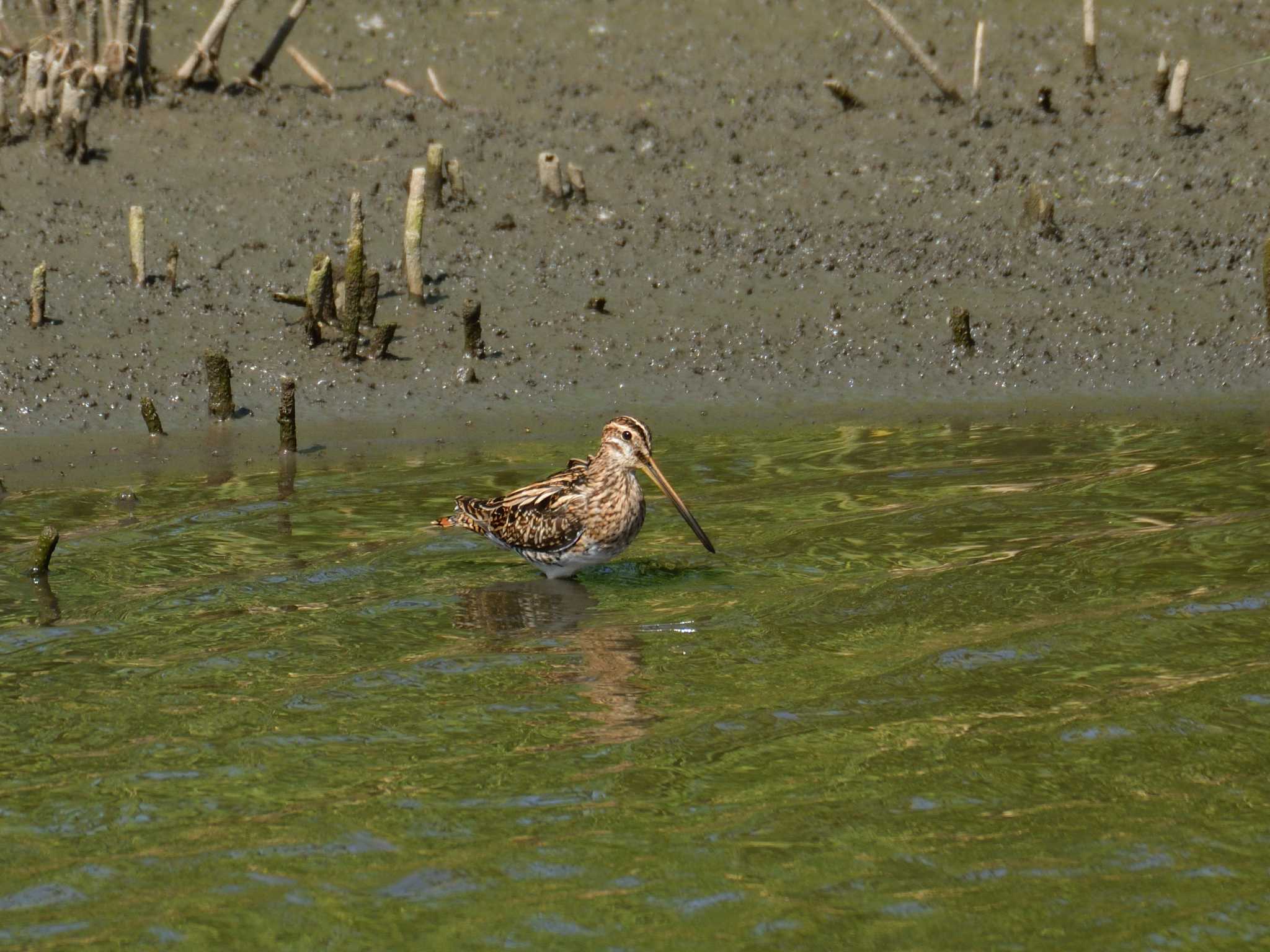 Photo of Common Snipe at Tokyo Port Wild Bird Park by 80%以上は覚えてないかも