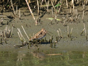 タシギ 東京港野鳥公園 2023年5月4日(木)