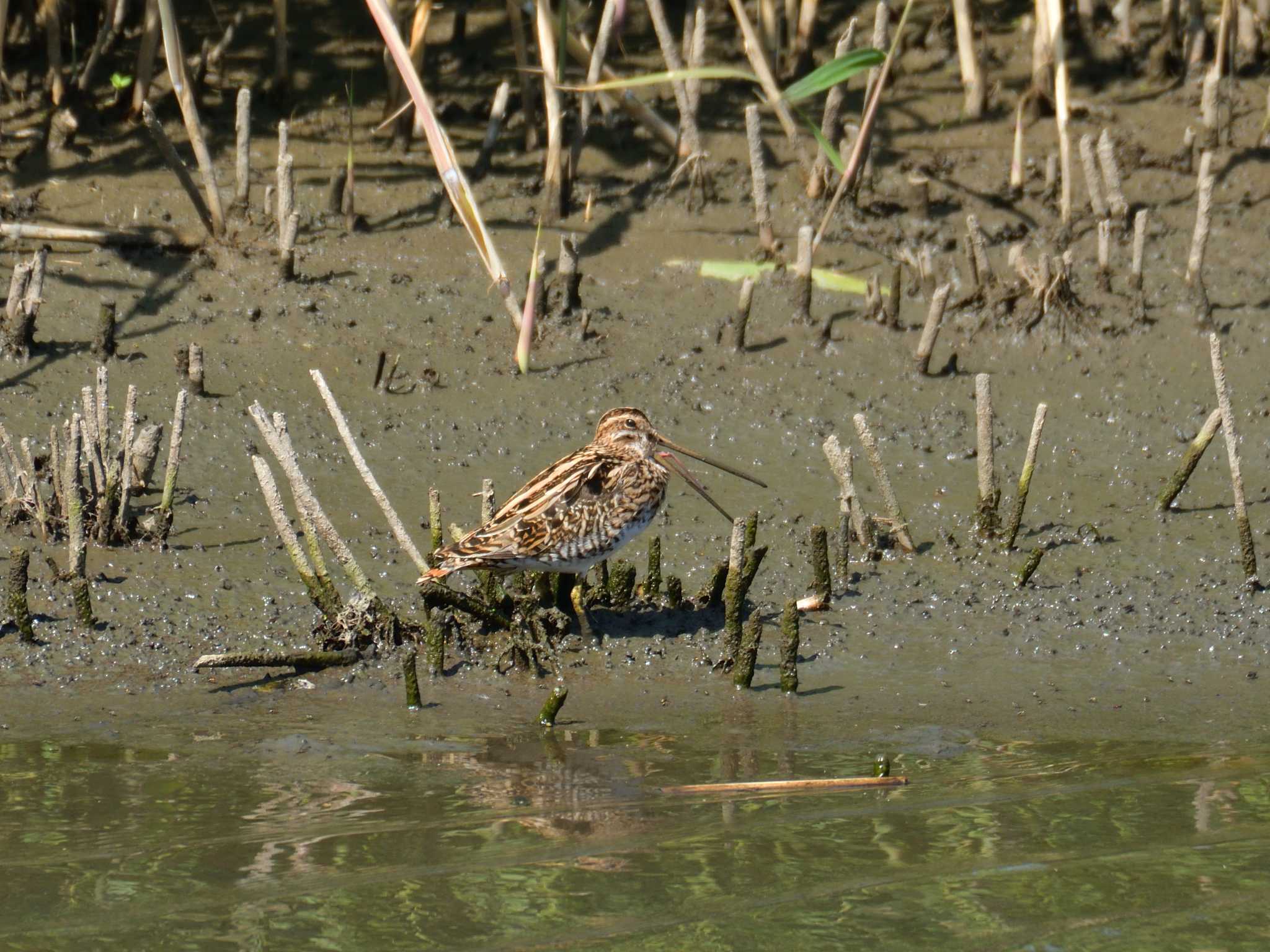 東京港野鳥公園 タシギの写真 by 80%以上は覚えてないかも