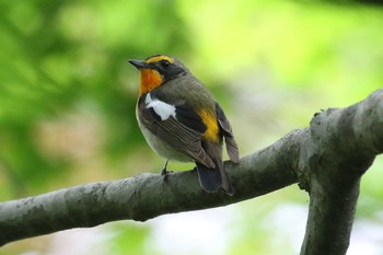 キビタキ 北海道 函館市 見晴公園 2018年6月16日(土)