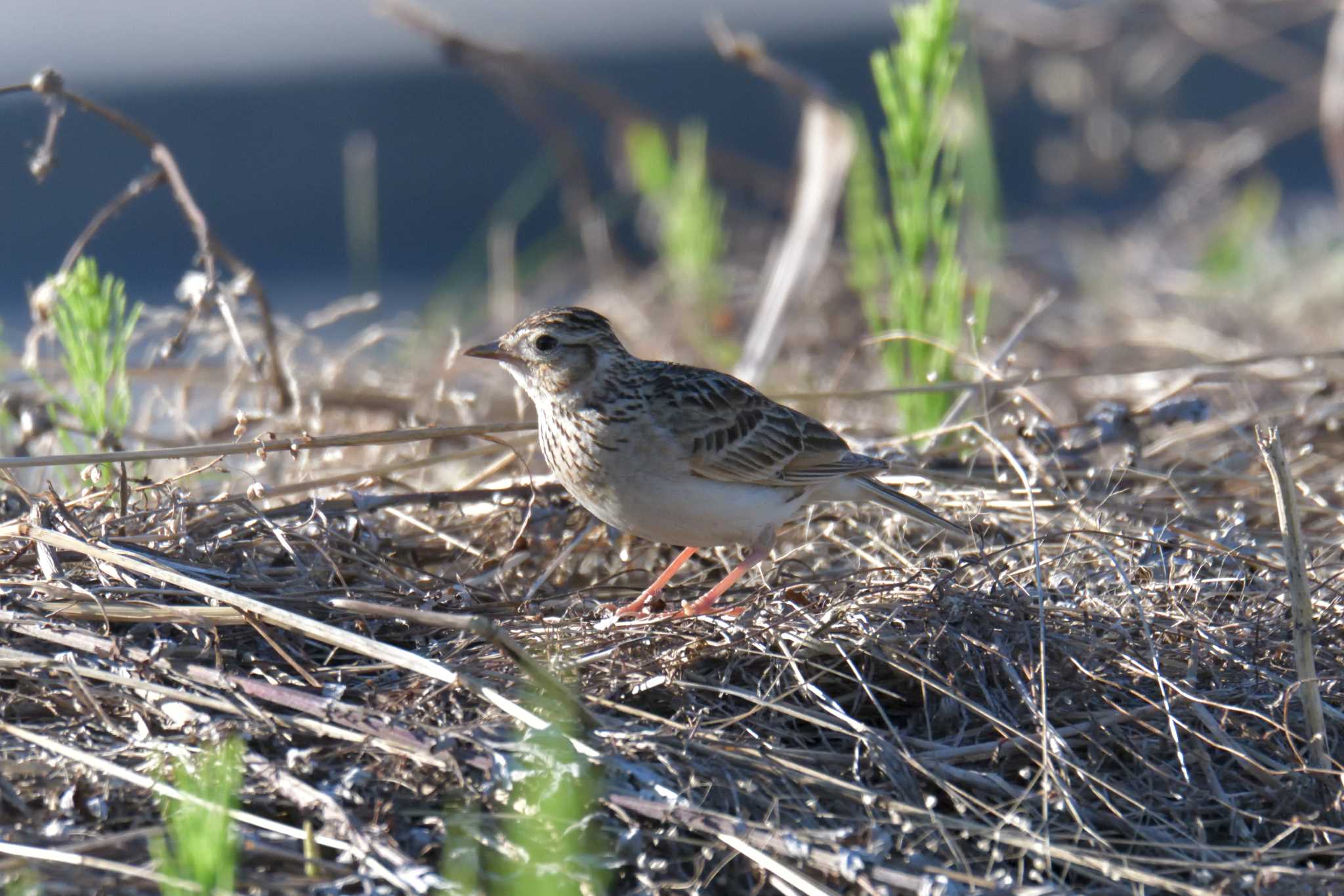 Eurasian Skylark