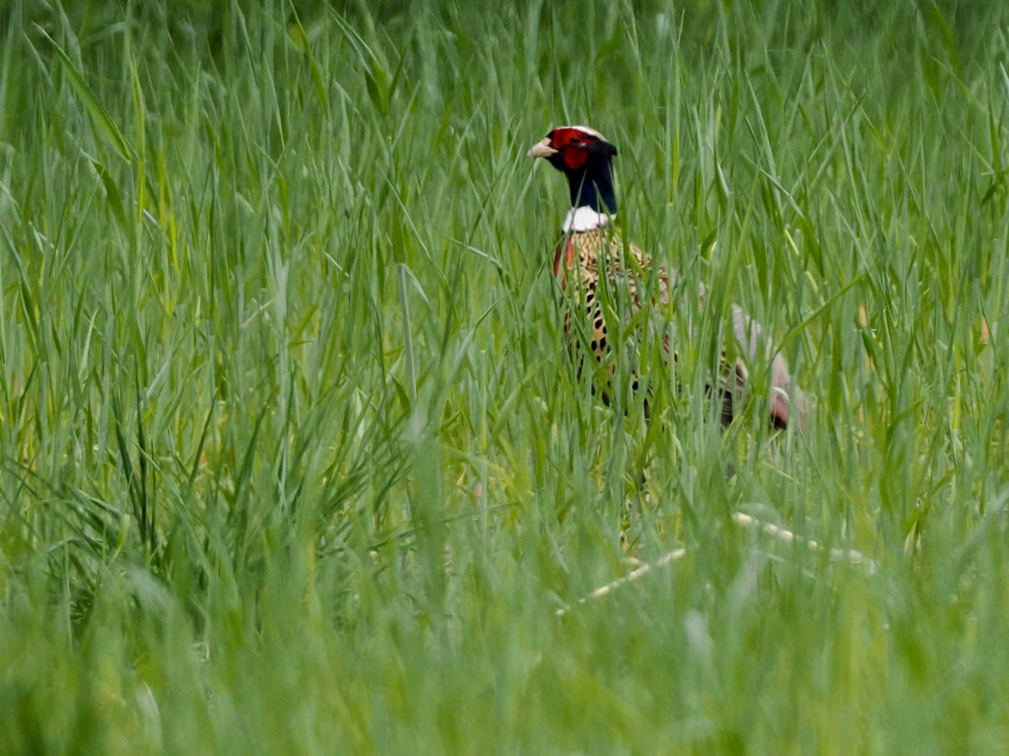 Photo of Common Pheasant at 新川河口(札幌市) by 98_Ark (98ｱｰｸ)
