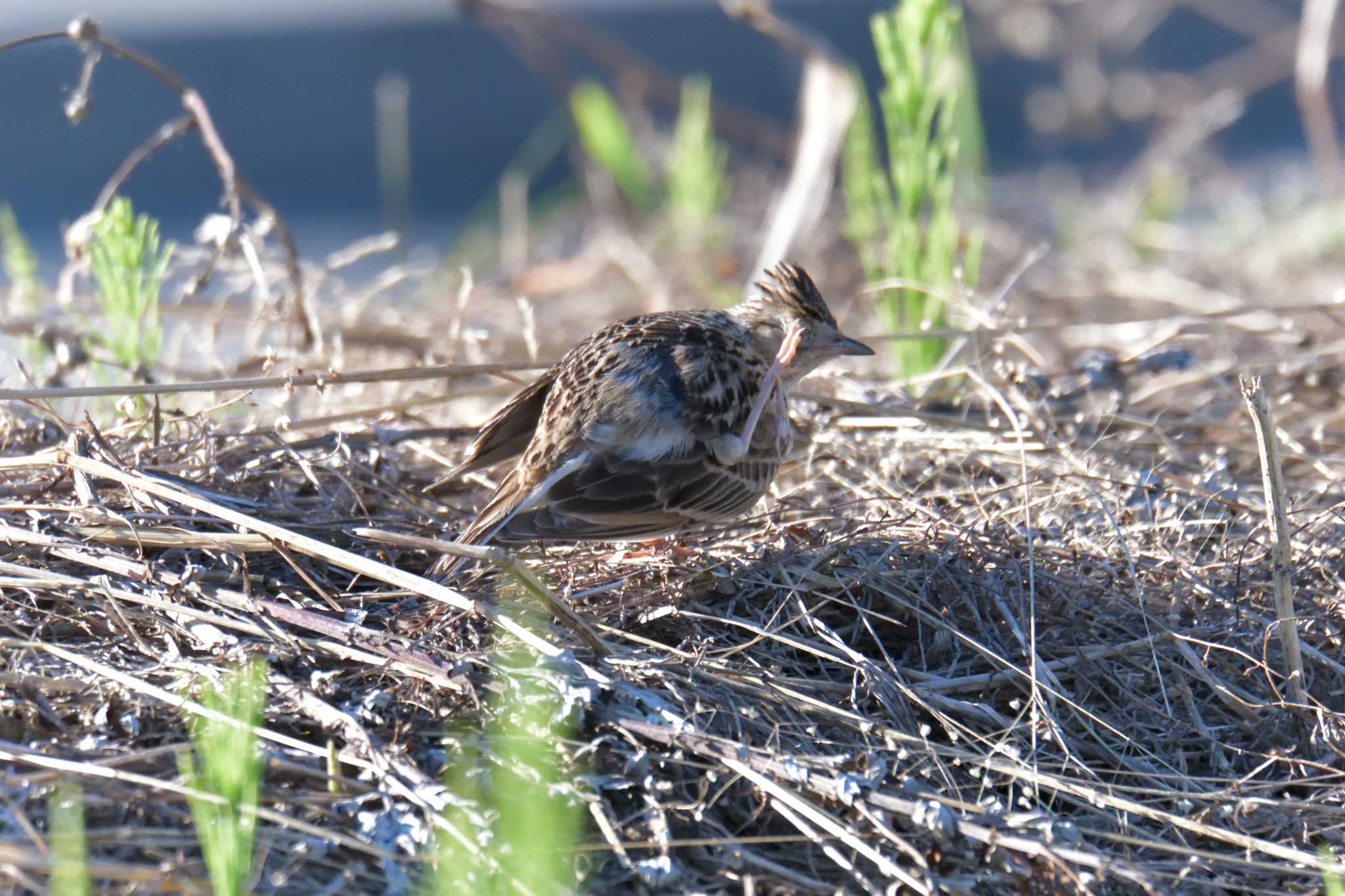 Eurasian Skylark