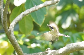 エナガ 東京港野鳥公園 2023年5月3日(水)