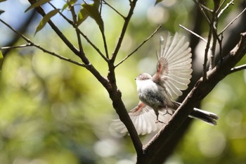 エナガ 東京港野鳥公園 2023年5月3日(水)