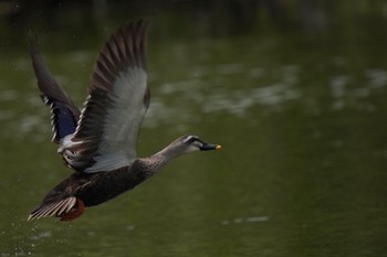 カルガモ 東京港野鳥公園 2023年5月3日(水)