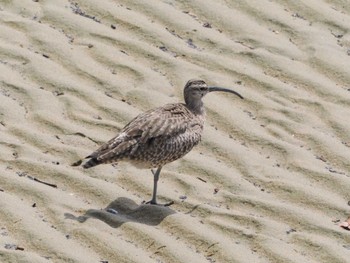 Eurasian Whimbrel 甲子園浜(兵庫県西宮市) Thu, 5/4/2023