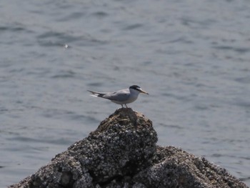 Little Tern 甲子園浜(兵庫県西宮市) Thu, 5/4/2023