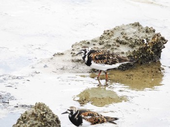 キョウジョシギ 甲子園浜(兵庫県西宮市) 2023年5月4日(木)