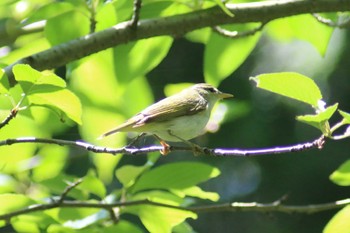 Eastern Crowned Warbler 洗足池(大田区) Wed, 5/3/2023