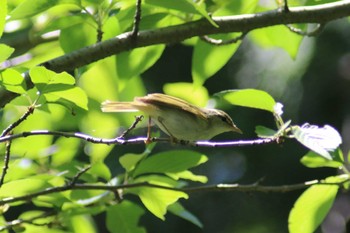 Eastern Crowned Warbler 洗足池(大田区) Wed, 5/3/2023