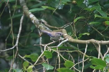 Blue-winged Minla Doi Inthanon National Park Unknown Date