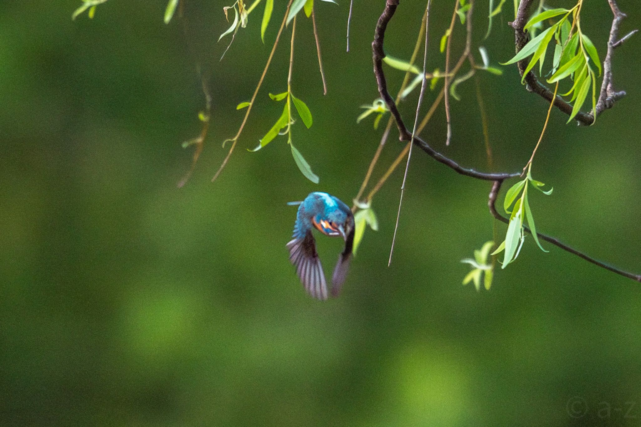 Photo of Common Kingfisher at 麻機遊水地 by 杏