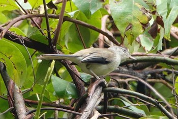 Blue-winged Minla Doi Inthanon National Park Unknown Date