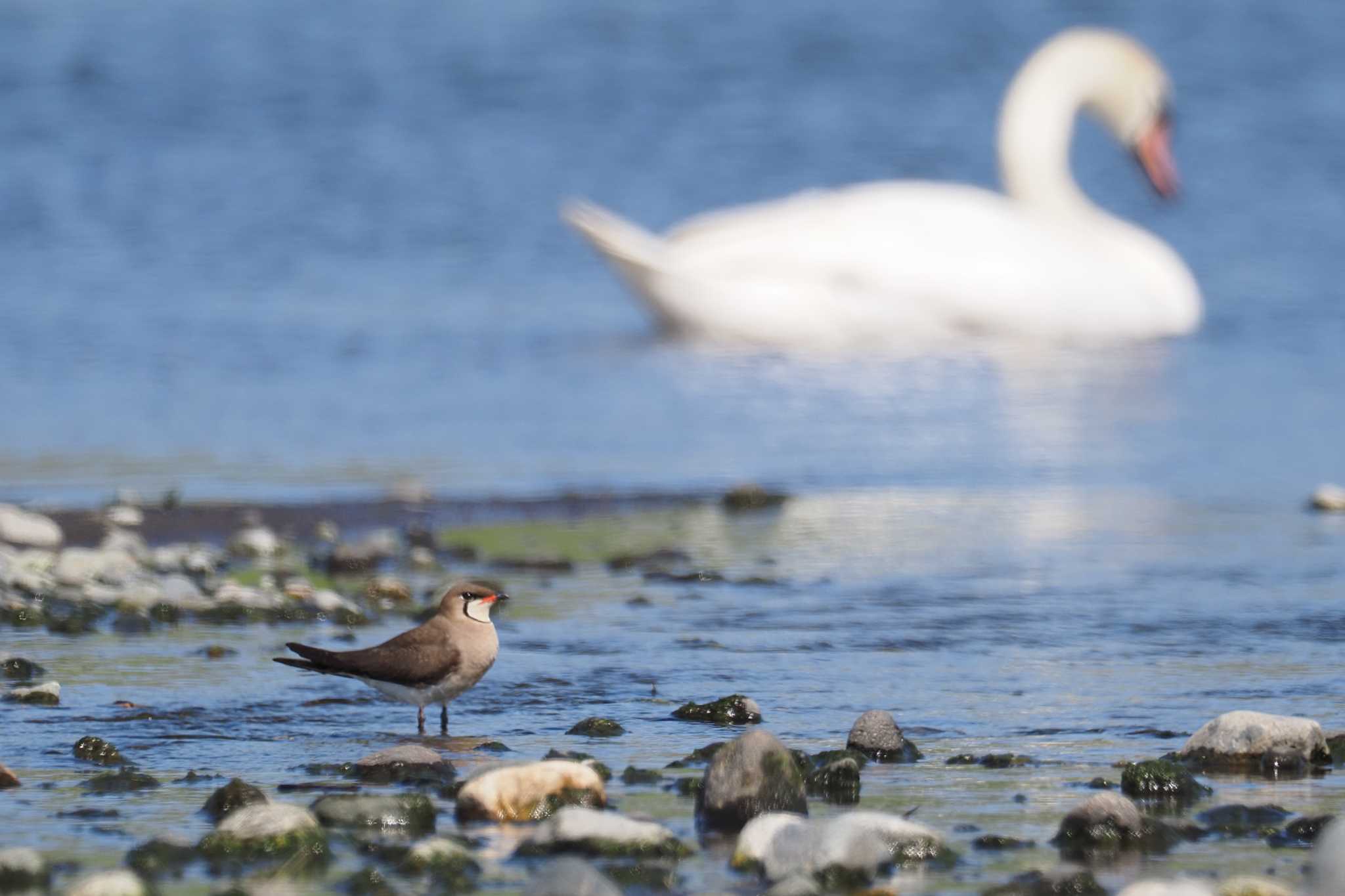 Oriental Pratincole