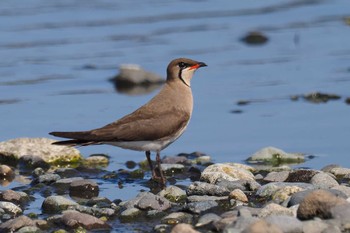 Oriental Pratincole 酒匂川河口 Thu, 5/4/2023