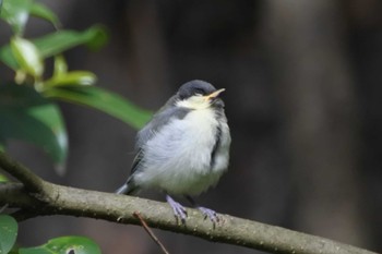 Japanese Tit 大阪府堺市 Thu, 5/4/2023