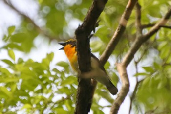 Narcissus Flycatcher 大阪府 Thu, 5/4/2023