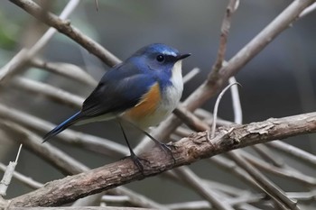 Red-flanked Bluetail 大阪府 Sat, 4/8/2023
