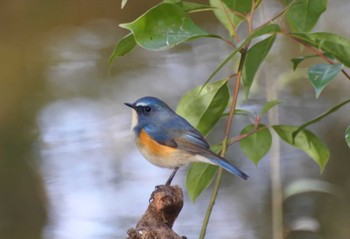 Red-flanked Bluetail 大阪府堺市 Sat, 3/11/2023