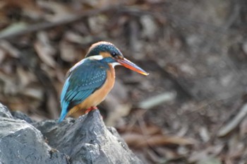 Common Kingfisher 大阪府堺市 Sat, 3/11/2023