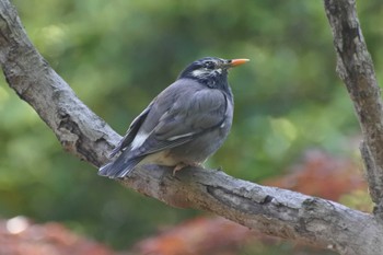 White-cheeked Starling 大阪府堺市 Sun, 4/16/2023